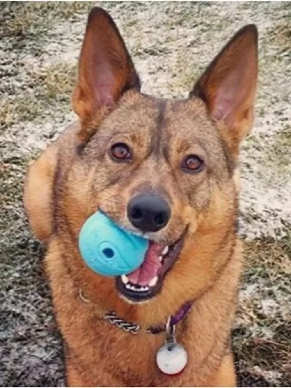 𝗖𝗵𝘂𝗰𝗸𝗶𝘁! 𝗧𝗛𝗘 𝗪𝗛𝗜𝗦𝗧𝗟𝗘𝗥 Ball Dog Toy Blue (Size Medium)